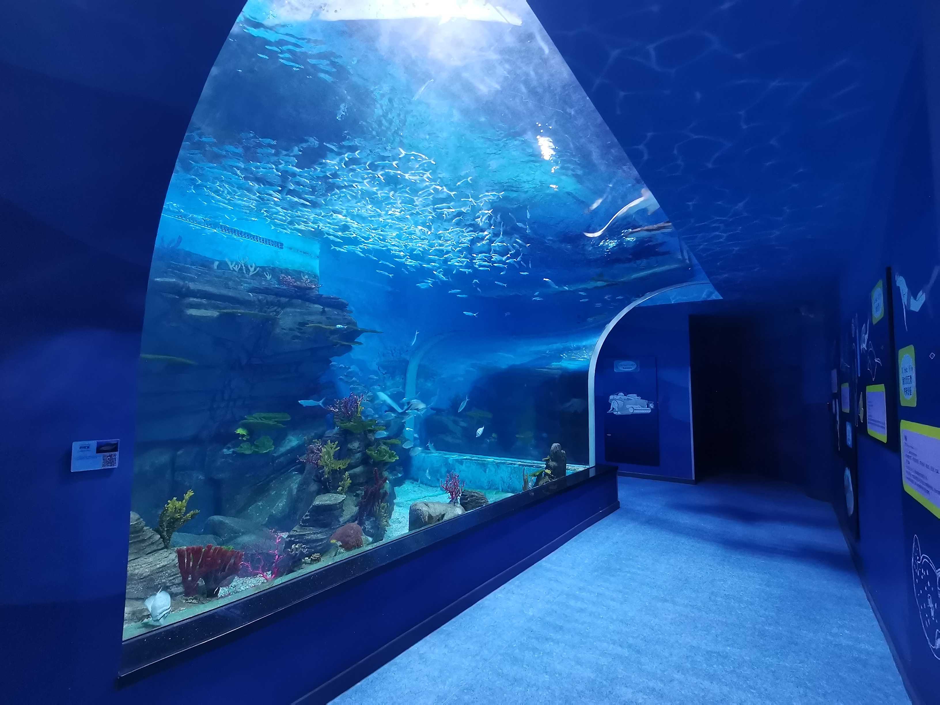 Come garantire la sicurezza di un acquario in acrilico - leyu acrilico