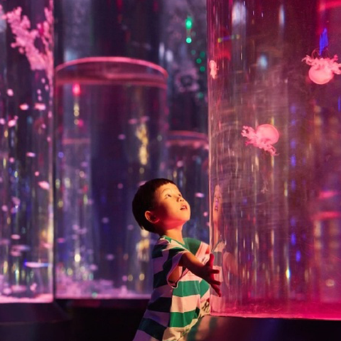 Meduza akwariumy toplumlary Leyu, meduza baklaryny - Le&yacute;u &uuml;&ccedil;in &yacute;&ouml;riteleşdir&yacute;&auml;r