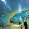 Jelajahi Ocean World Oceanarium Dan Pusat Pendidikan-Pabrik Akrilik Leyu
