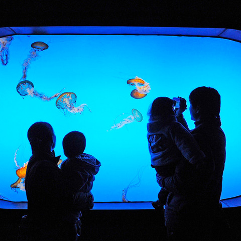 Акуалифе Акуариум Леиу Фацтори Ацрилиц Акуариум Фацтори Ацрилиц Акуариум - Леиу