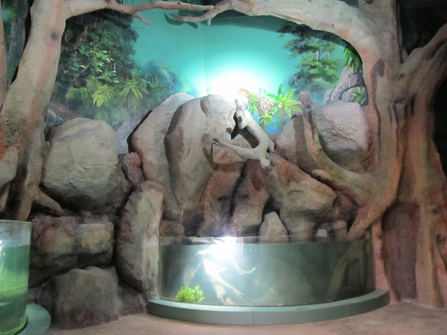 Akwarium abadanlaşdyryş sergisi 2-11 Leyu