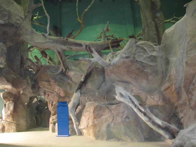 Akwarium abadanlaşdyryş sergisi 2-1 Leyu