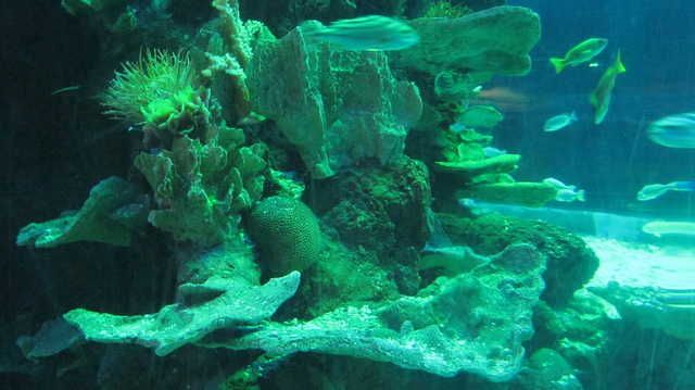 Akwarium abadanlaşdyryş sergisi 8-- Leyu