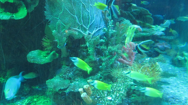 Akwarium abadanlaşdyryş sergisi 10- Leyu