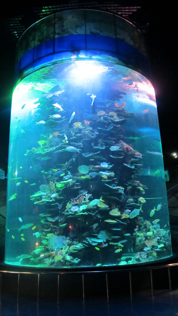 Akwarium silindr abadanlaşdyryş sergisi - Le&yacute;u