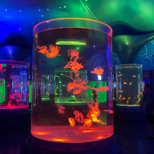 Op maat gemaakt acryl transparant cilinderaquarium - LEYU