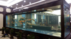 Ano ang pinakamagandang acrylic para bumuo ng seaclear acrylic aquarium - Leyu Acrylic Sheet Products Factory