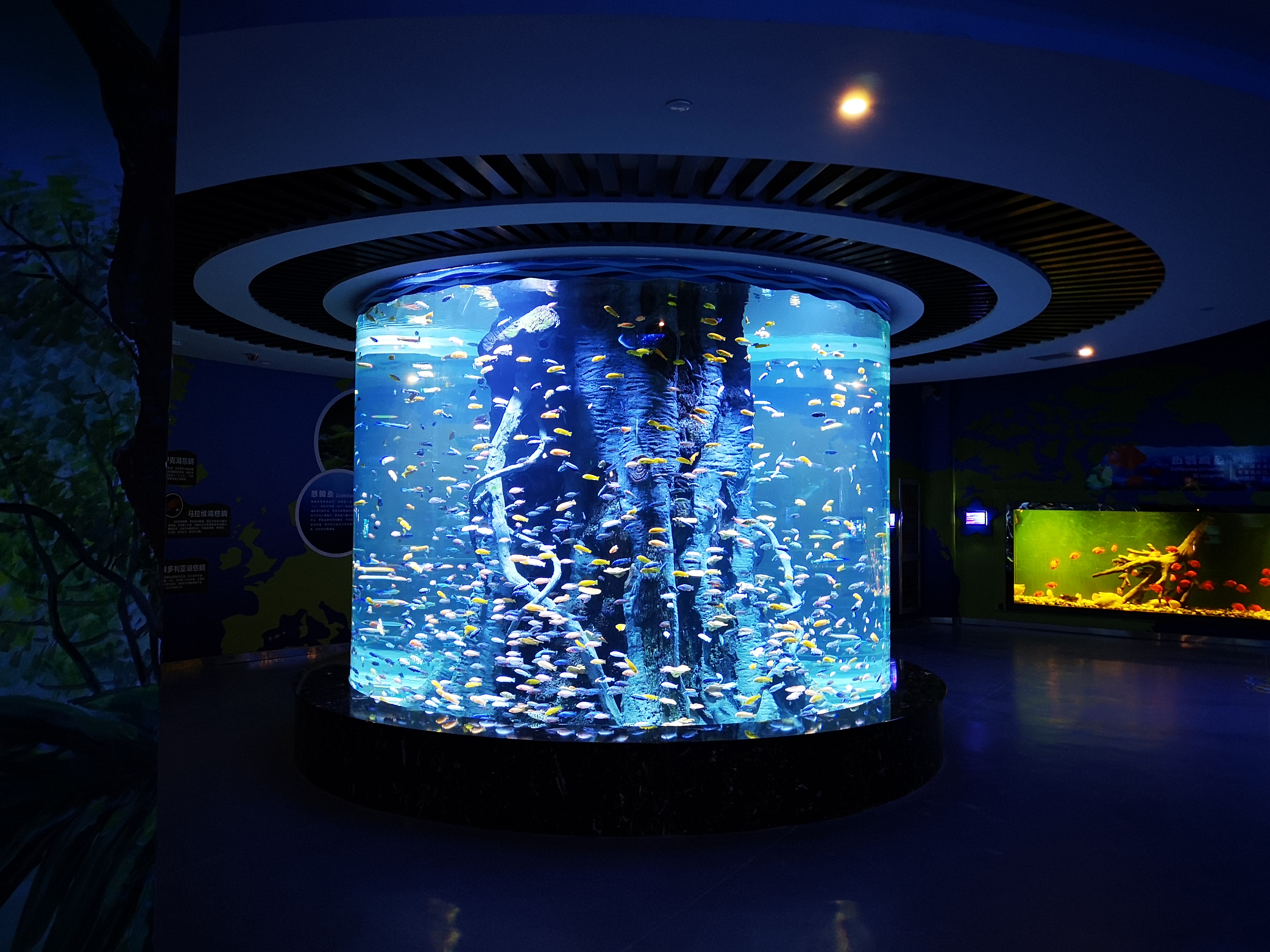 Yadda Ake Keɓance Acrylic don Aquarium - Leyu 