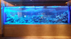 Ano ang pinakamagandang acrylic para bumuo ng seaclear acrylic aquarium - Leyu Acrylic Sheet Products Factory