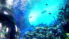 Leyu Acrylic Aquarium ፋብሪካ ከፍተኛው 800ሚሜ ውፍረት ላለው aquarium የ acrylic sheets ይሸጣል - ሌዩ