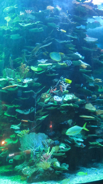 Akwarium &uuml;&ccedil;in abadanlaşdyryş vitrinasy - Le&yacute;u